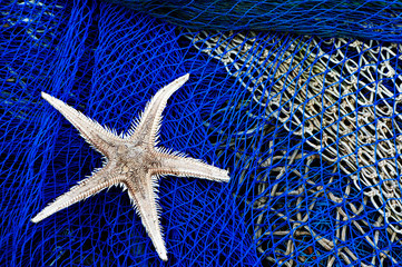 Starfish in fishing net © gitanna