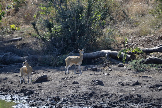 Klipspringer