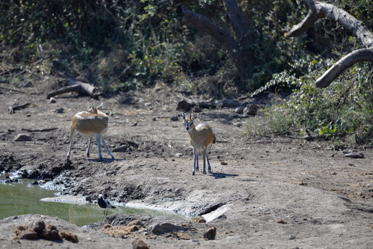 Klipspringer