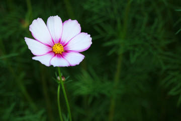 Very beautiful violet flower against the background of a flowering garden