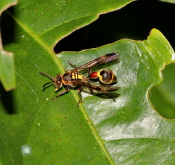 wasp