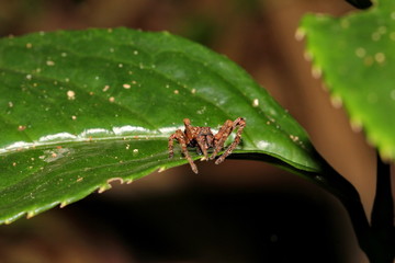 jumping spider