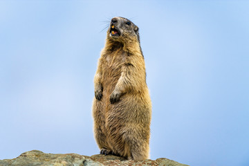 Marmota