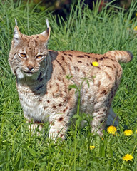 Alert Eurasian Lynx Cat standing in high grass, alert