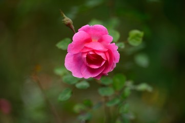 Pink rose blooming