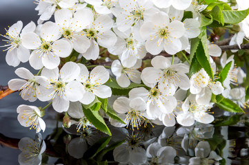 Cherry blossom on a black reflective background. Close-up.