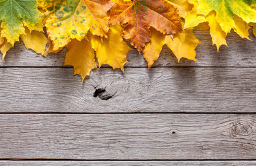 Naklejka na ściany i meble Autumn season background, yellow maple leaves