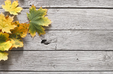Naklejka na ściany i meble Fall season background, yellow oak leaves