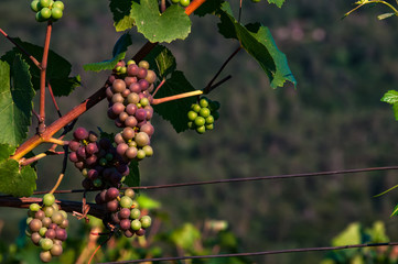 Grapes in an Italian Vineyard