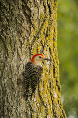 RED-BELLIED WOODPECKER 