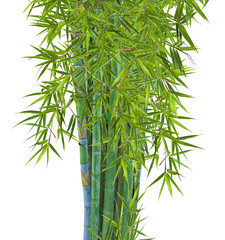  touffe de bambous, fond blanc