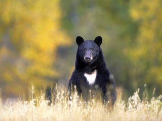 Big female Black Bear standing upright in meadow, watching, alert