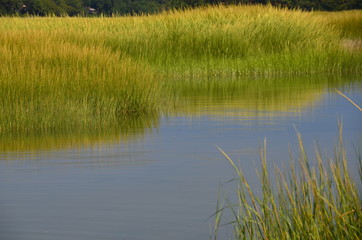 sea grass
