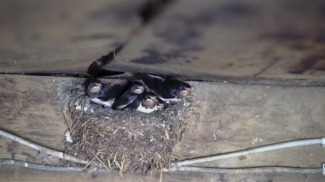 Junge Schwalben in einem Nest im Stallgeb&auml;ude