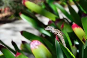 gecko on leaf