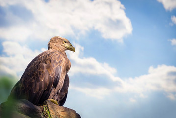 Eagle sitting on rock