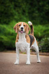 Beagle dog
