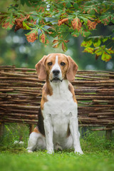 Beagle dog sitting near the fence