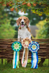 Beagle dog with winner ribbons