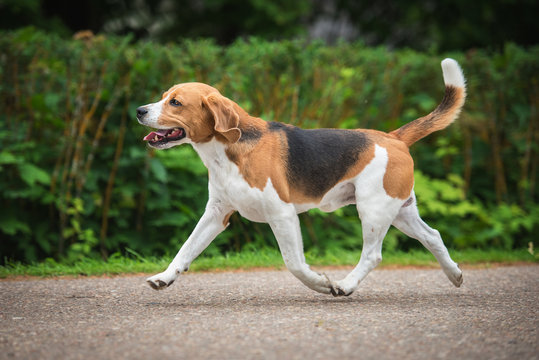 Beagle dog running trot