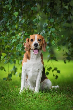 Beagle dog sitting under a tree