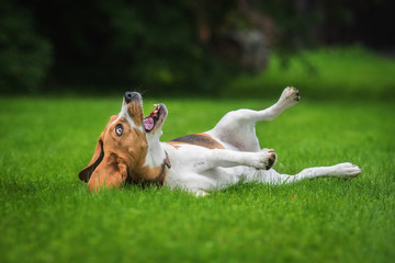 Beagle dog having fun on the lawn in summer