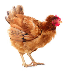 Brown hen isolated.