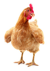 Brown hen isolated.
