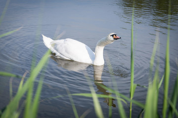 White swan on a pond