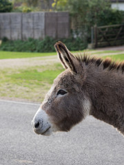 New Forest donkey head