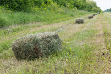 Clover, shamrock hay bales at field