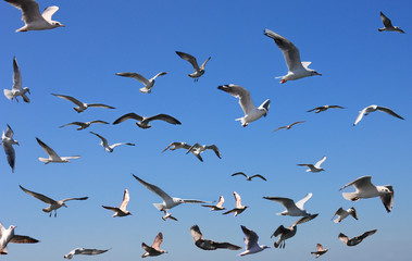 seagulls in blue sky