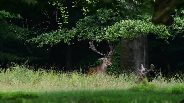 Rothirsch forkelt mit seinem Geweih an einen Buchen Ast, Sommer