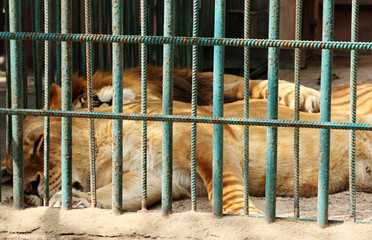 lions in captivity