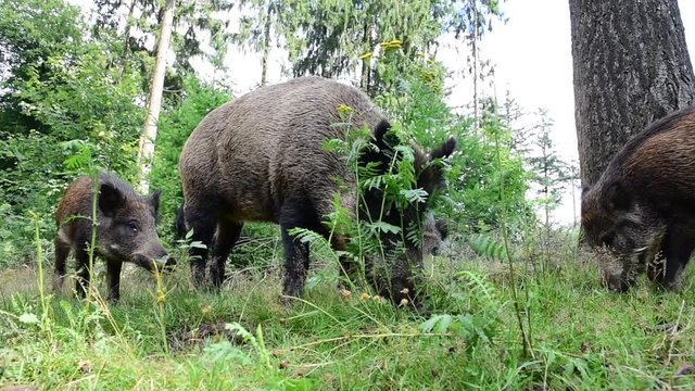 Schwarzwild, Wildschwein Rotte im Sommer