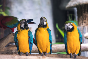 Closeup image of yellow and blue macaw ara chloropterus birds standing on wood perch