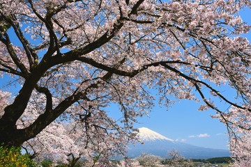 富士山と桜