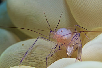Bubble coral shrimp, Blasenkorallen Garnele (Vir philippinensis)