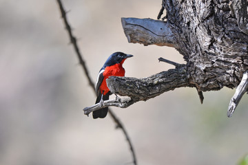 Crimson breasted shrike