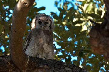 Verregeaux Eagle Owl