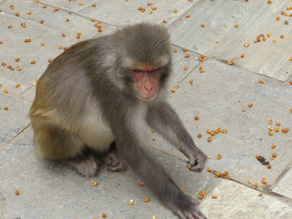 Monkey, Kathmandu, Nepal