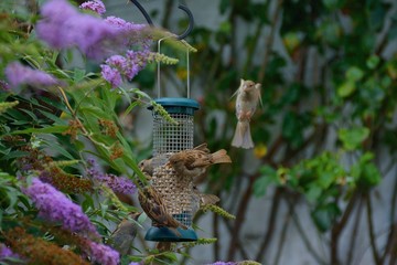 Greedy house sparrows at the feeder, coming and going, and squabling.