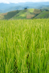 Obraz na płótnie Canvas Rice Plantation
