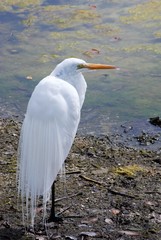 Great egret