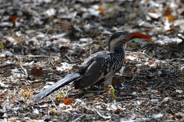 Red Billed Hornbill