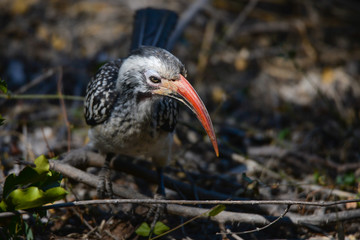 Red Billed Hornbill