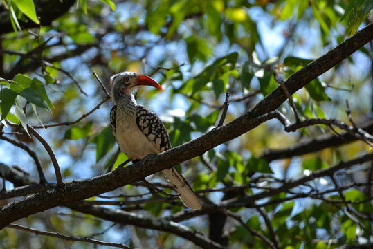 Red Billed Hornbill