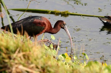 Glossy Ibis