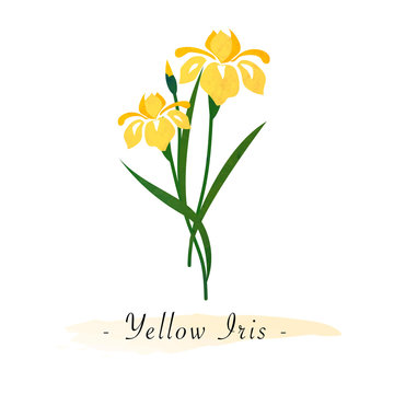 Colorful watercolor texture vector botanic garden flower yellow iris