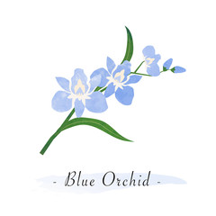 Colorful watercolor texture vector botanic garden flower light blue orchid